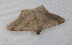 Psamatodes abydata