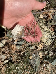 Calystegia stebbinsii