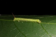 Marumba dyras