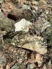 Calystegia stebbinsii