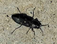 Melanophila