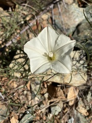 Calystegia stebbinsii