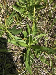 Silphium confertifolium