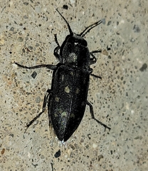 Melanophila