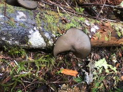 Pseudoplectania melaena