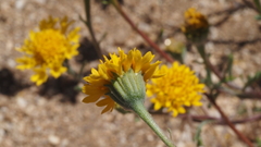 Chaenactis glabriuscula glabriuscula