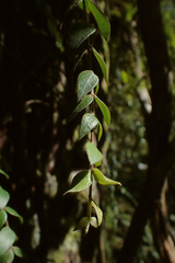 Metrosideros colensoi