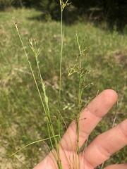 Rhynchospora divergens