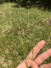 Rhynchospora divergens