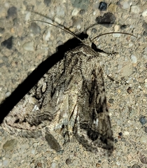 Ulolonche orbiculata