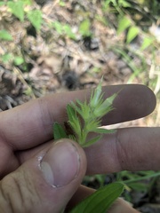 Lithospermum virginianum
