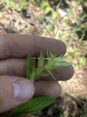 Lithospermum virginianum