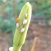 White Daylily Aphid - Photo (c) Huang Wen, some rights reserved (CC BY-NC), uploaded by Huang Wen