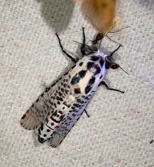 Polyphagozerra coffeae