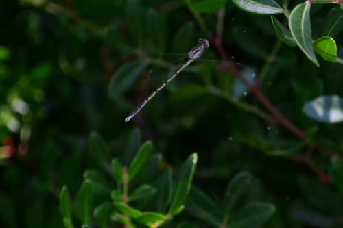 šidlovka hnedá (Sympecma fusca)