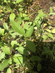 Rudbeckia terranigrae