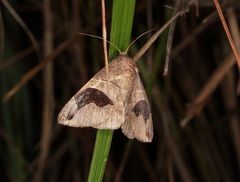 Bastilla joviana
