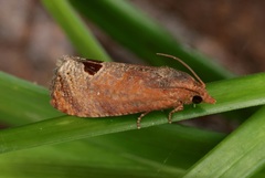 Cryptophlebia ombrodelta