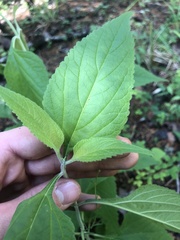 Salvia chapmanii