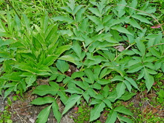 Japanese Angelica (Angelica pubescens)