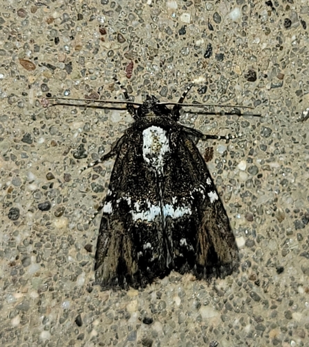 Bryolymnia semifascia Smith, 1900