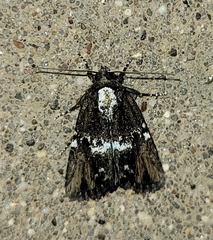 Bryolymnia semifascia