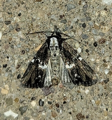 Bryolymnia semifascia