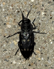 Melanophila