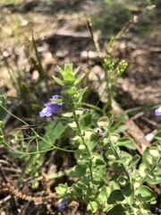Scutellaria parvula australis
