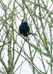 Sporophila crassirostris