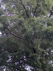 Magnoliopsida
