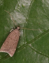 Torodora gemella