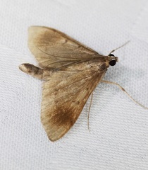 Almonia
