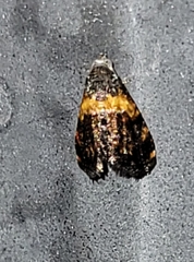 Tripudia flavofasciata