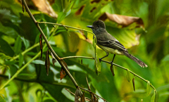 Myiarchus apicalis