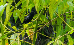 Cercomacra nigricans