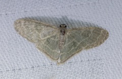 Lophophleps triangularis