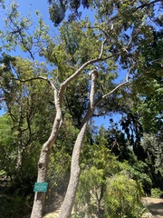 Schrebera swietenioides