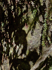 Metrosideros colensoi