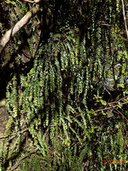Metrosideros colensoi
