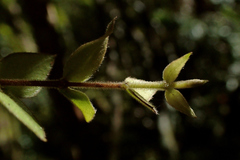 Metrosideros colensoi