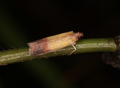 Piesmopoda semilutea
