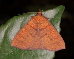 Singara diversalis