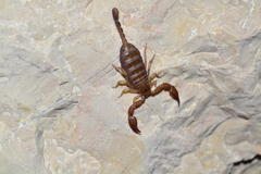 Euscorpius