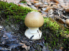 Amanita diemii