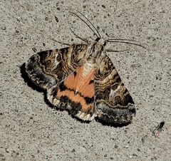 Drasteria mirifica