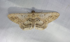 Ruttellerona pseudocessaria