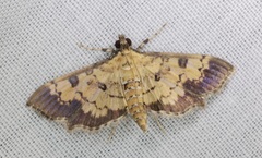 Ategumia adipalis