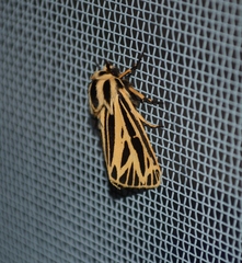 Apantesis virguncula