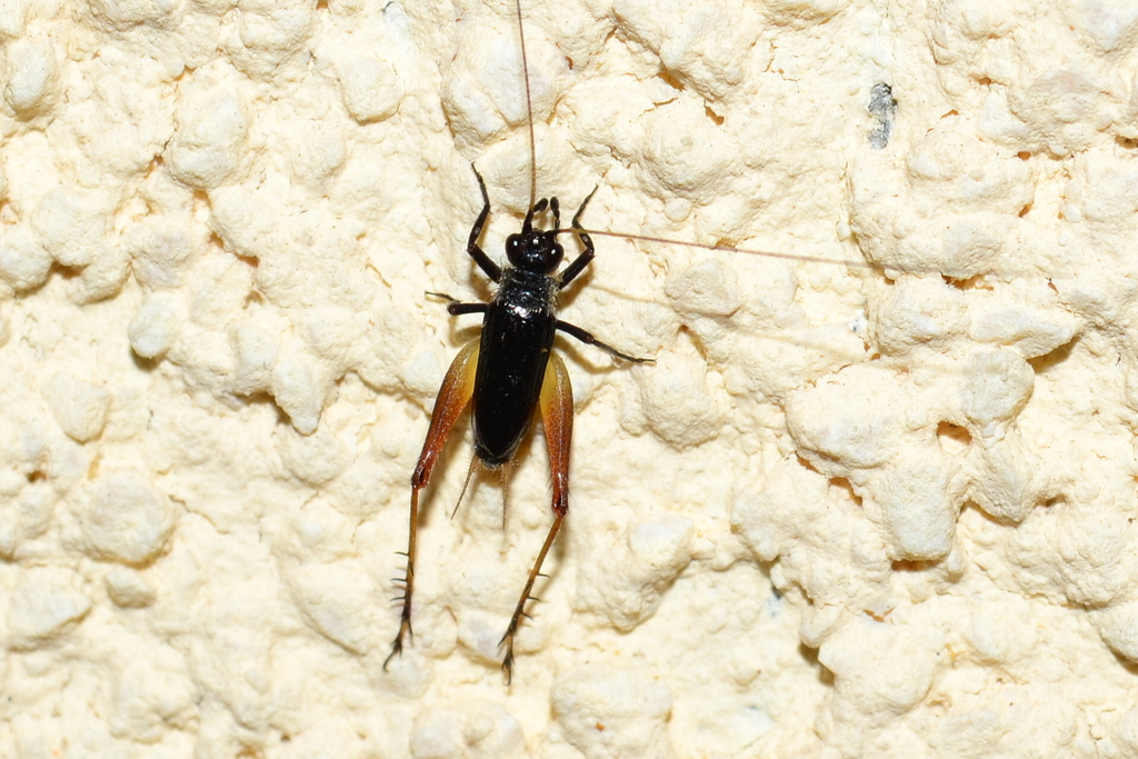 Trigonidium cicindeloides